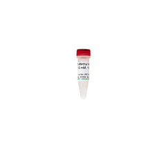 PCR nucleotides and mixes